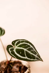 Anthurium crystalinum "Minahasa"